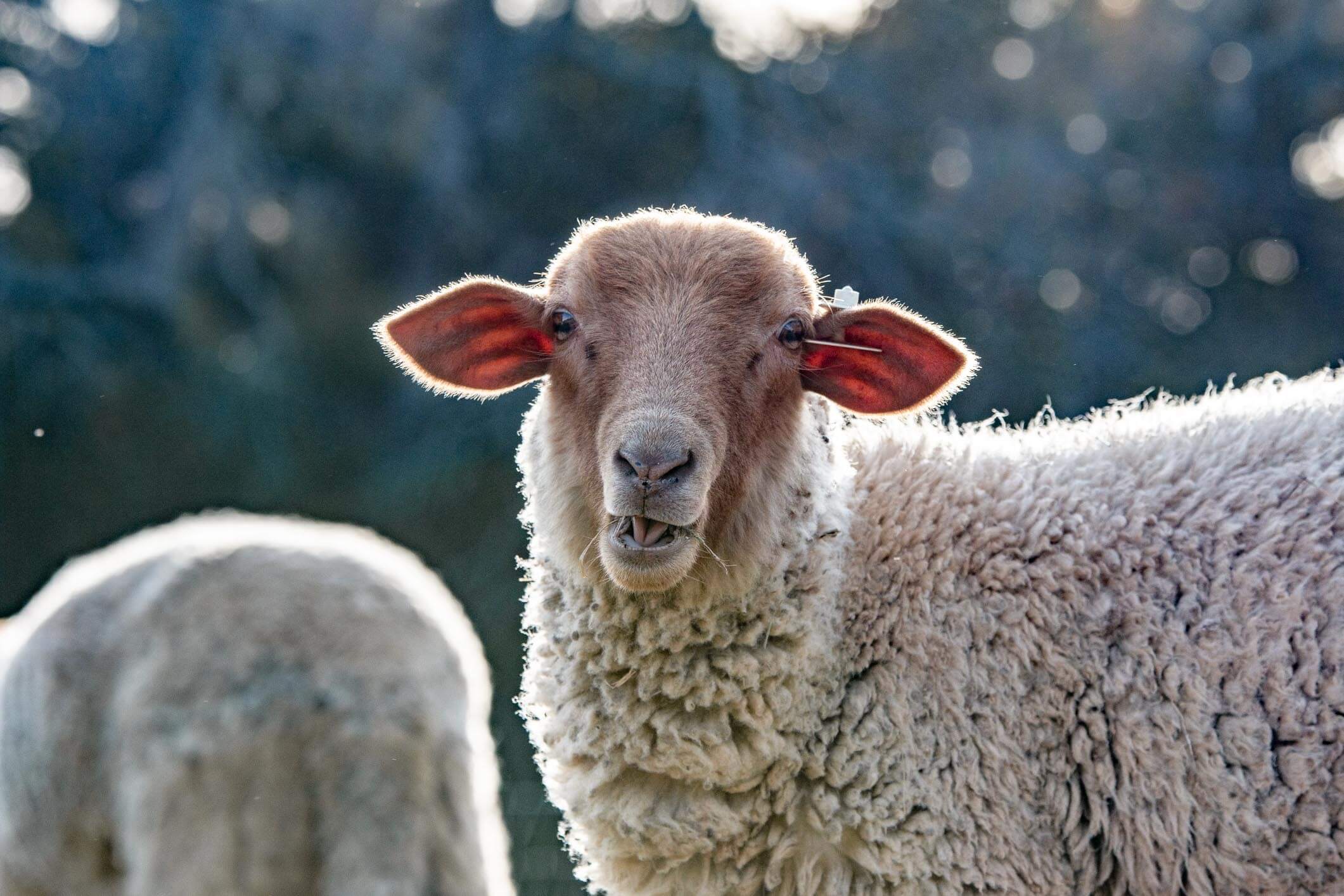 Tunis Sheep for sale in Waco, Texas